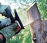 Best Tree Cabling and Bracing  in Vian, OK